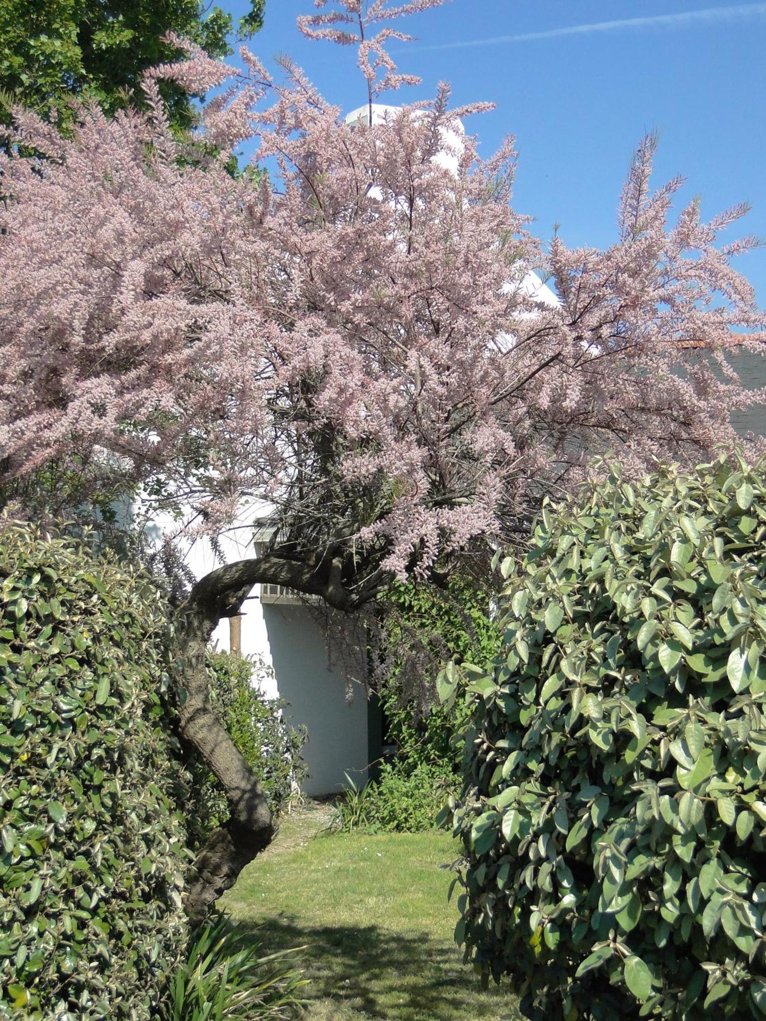 Hotel Aux Tamaris ソーゾン エクステリア 写真